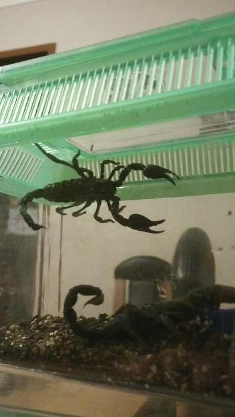 Emperor scorpion