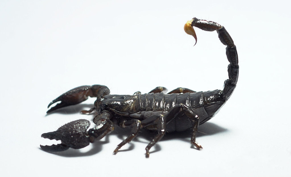 Emperor scorpion