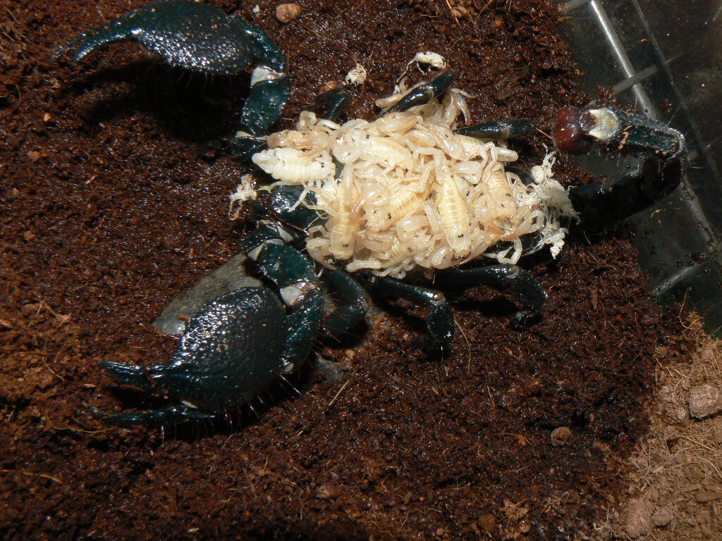 Emperor scorpion