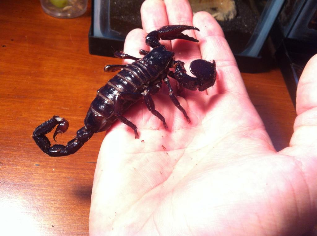 Emperor Scorpions