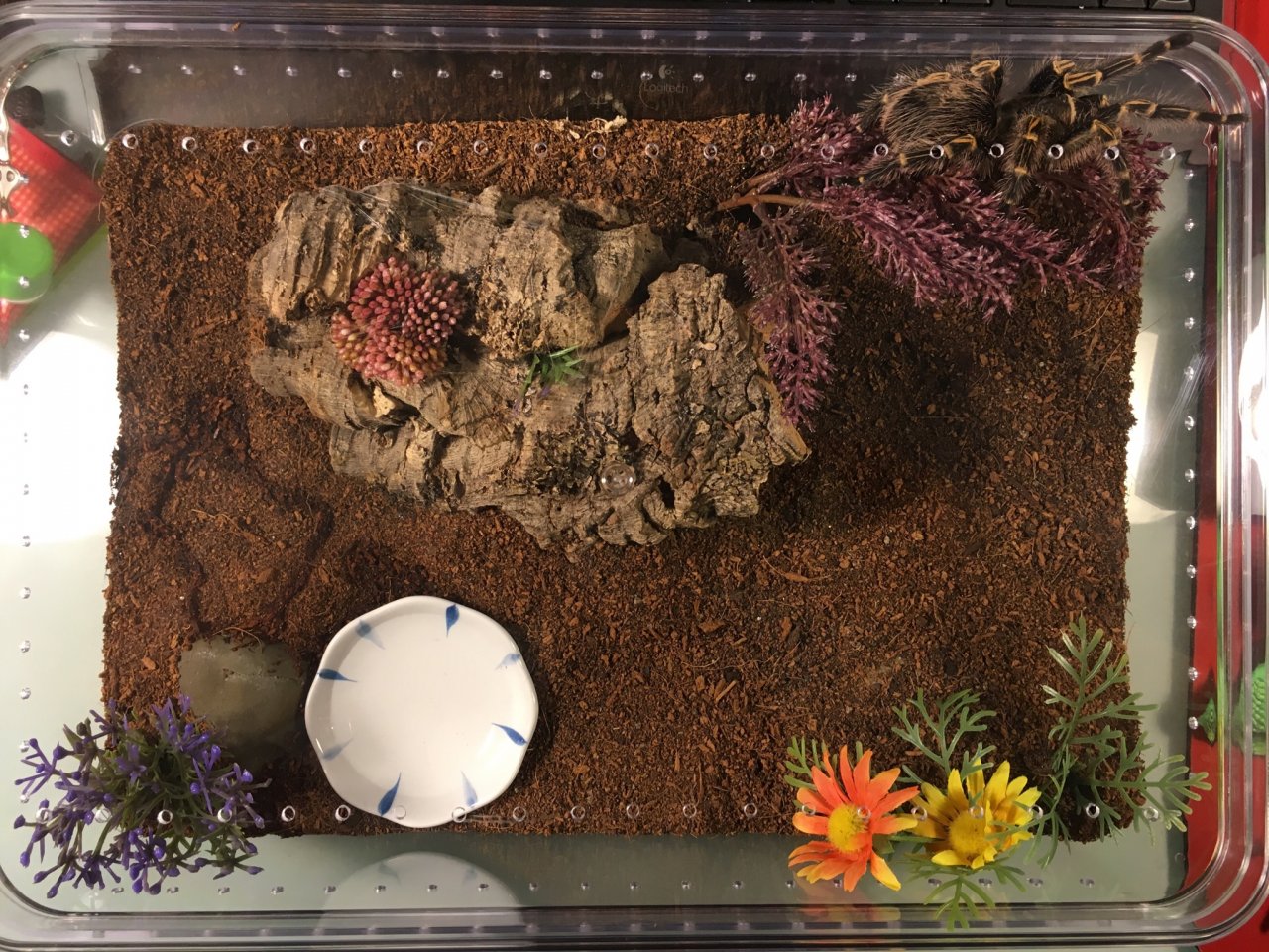 Enclosure for MF Grammostola pulchripes