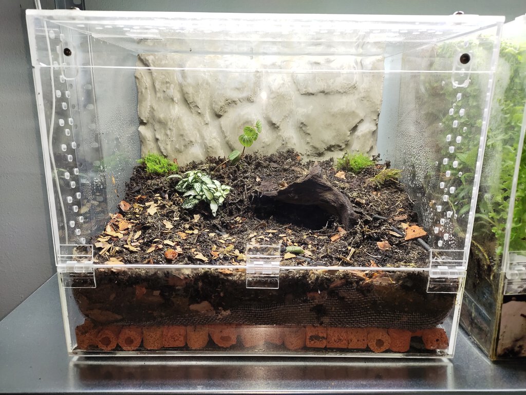 Enclosure for Orphnaecus sp. Kordilleran WC female [1/3]