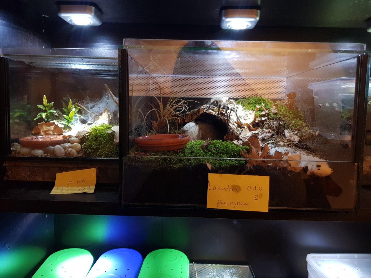 Enclosures per size of tarantula Arachnoboards