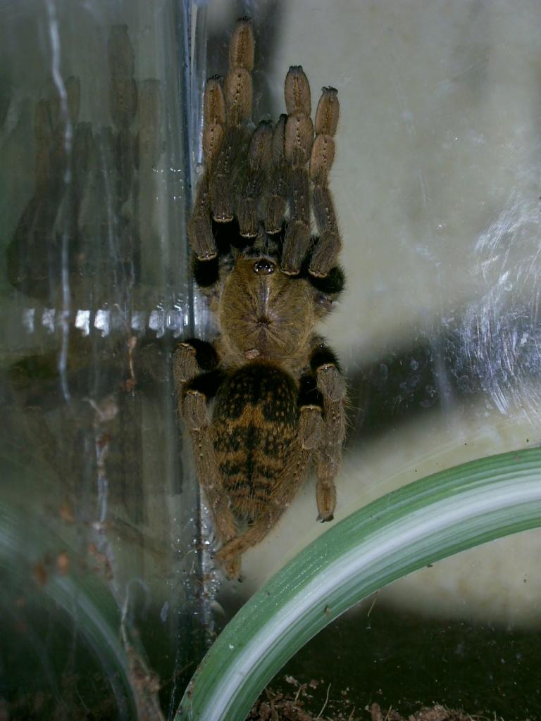 Encyocratella female 1