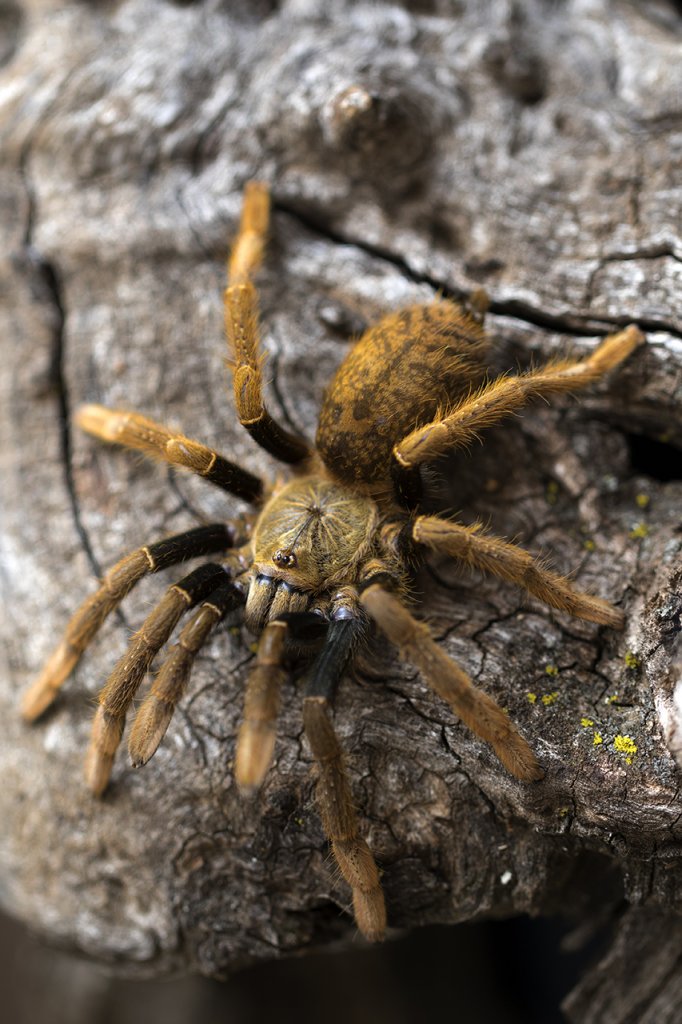 Encyocratella olivacea Sub-Adult Male