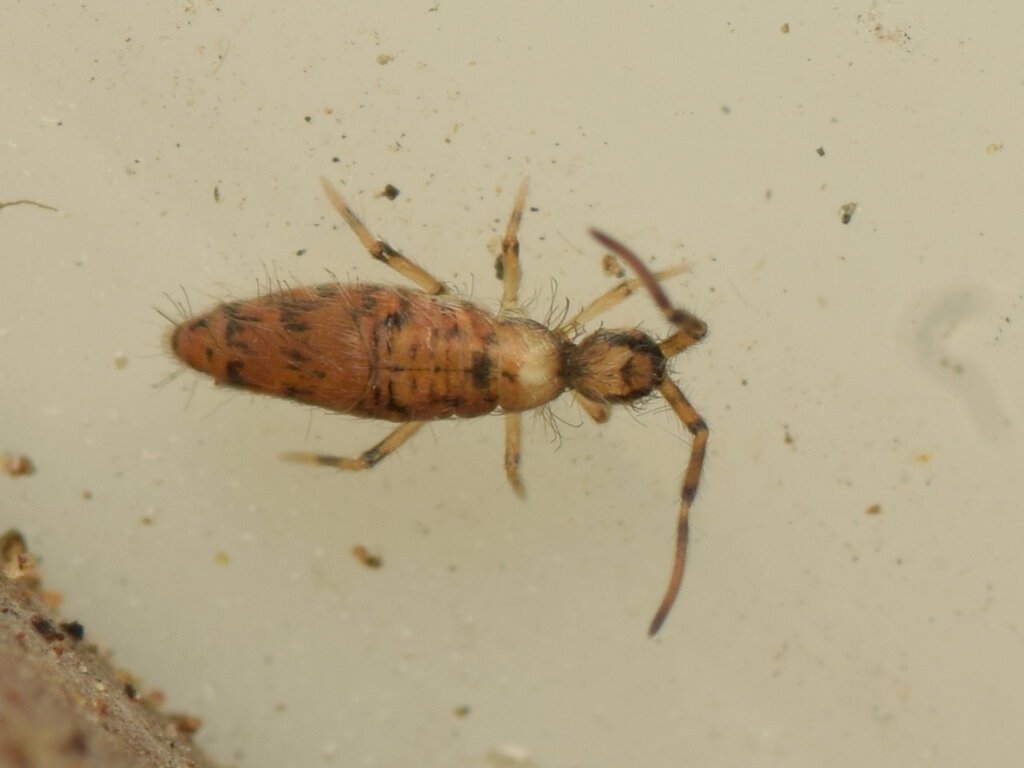 Entomobrya cf. pekinensis