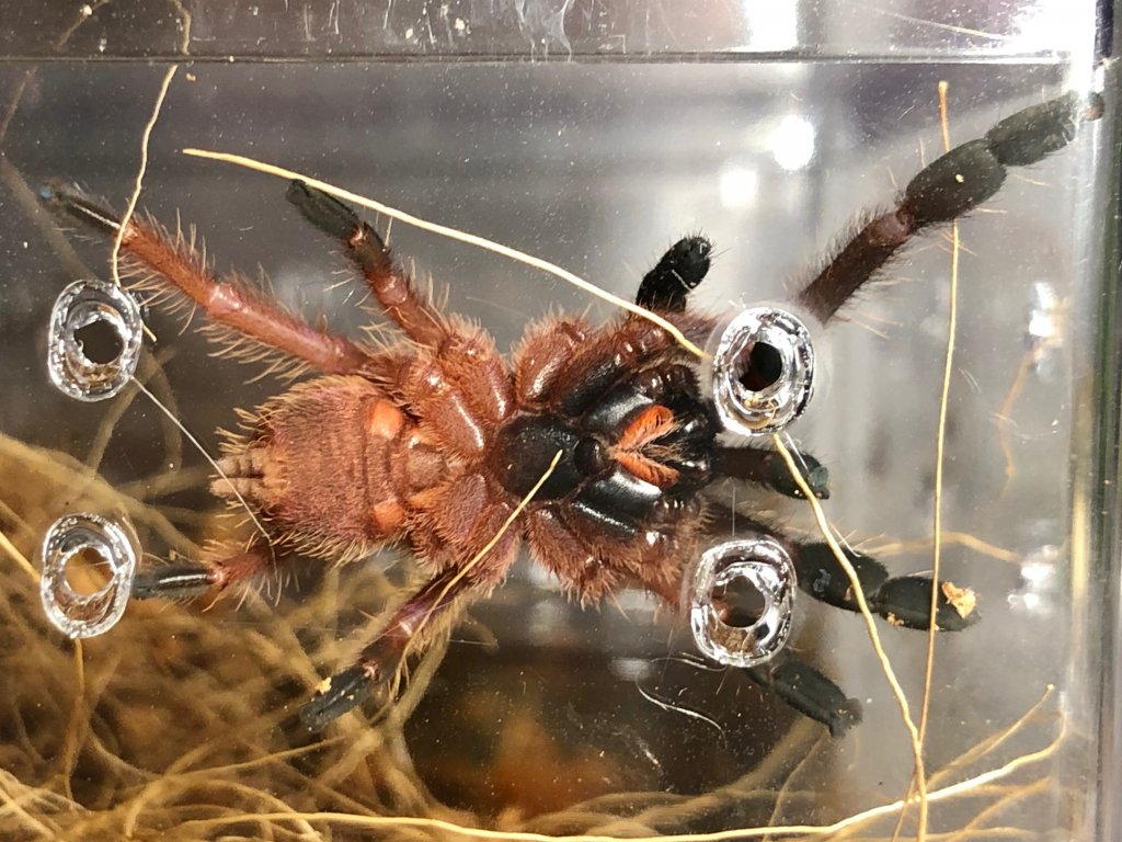 Ephebopus Cyanognathus, aka Blue Fang 2". Male or female?