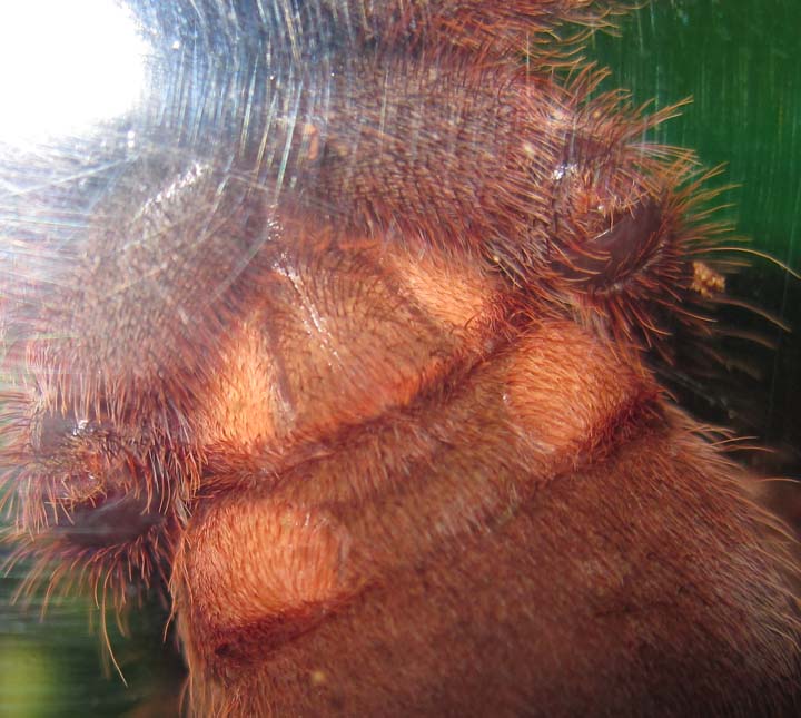 Ephebopus cyanognathus - "blue fang"