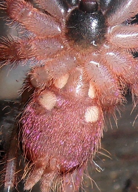 Ephebopus cyanognathus - blue fang