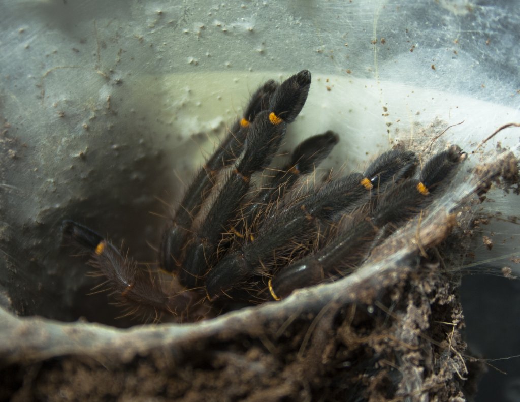 Ephebopus cyanognathus - male