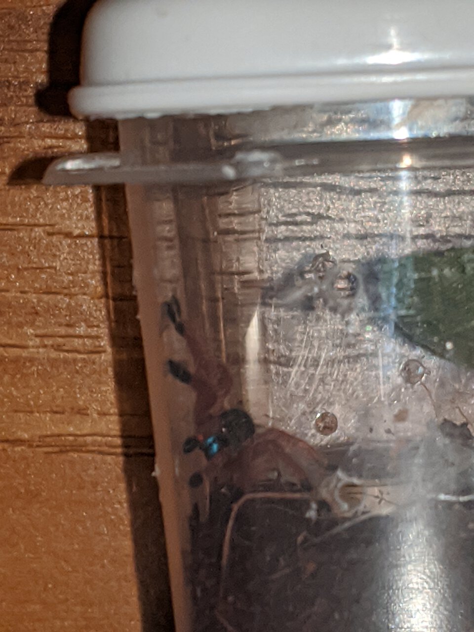 Ephebopus cyanognathus sling.jpg