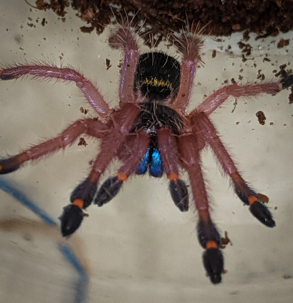 Ephebopus cyanognathus sling
