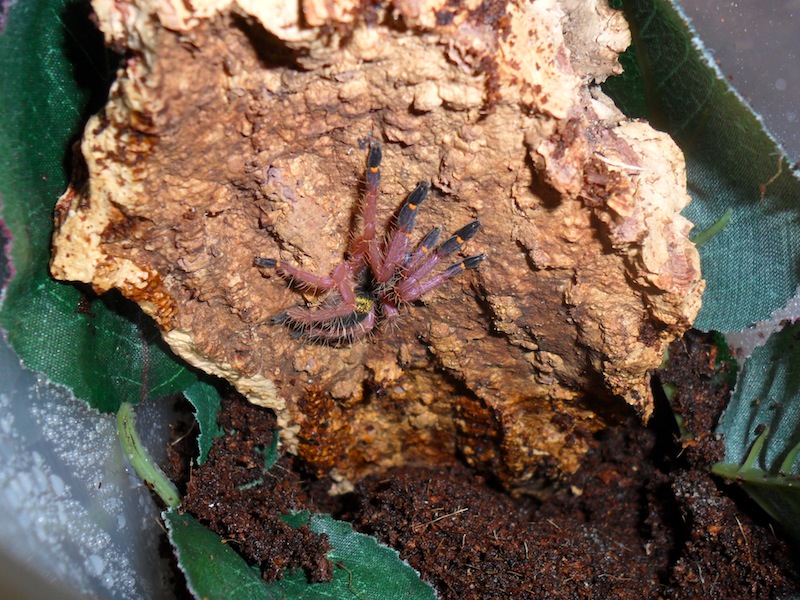 Ephebopus cyanognathus