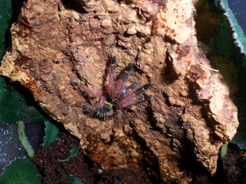 Ephebopus cyanognathus