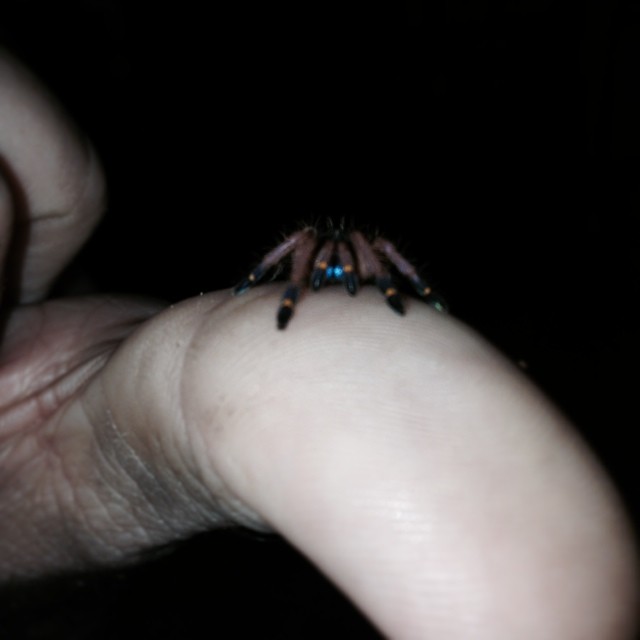Ephebopus cyanognathus