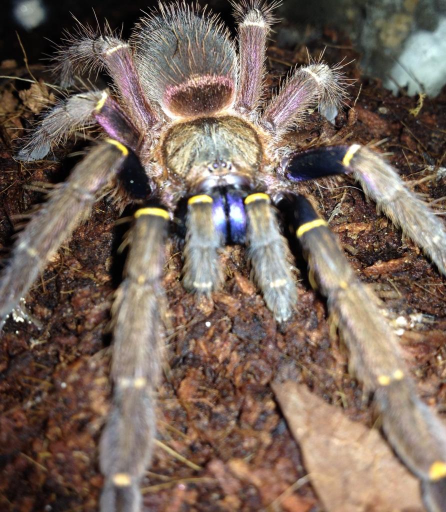 Ephebopus cyanognathus