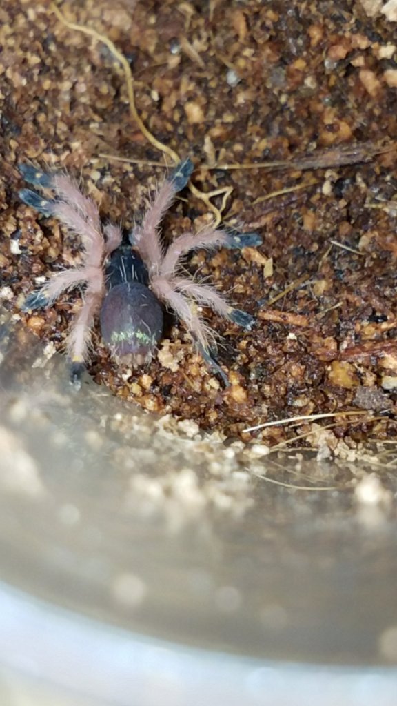 Ephebopus cyanognathus?