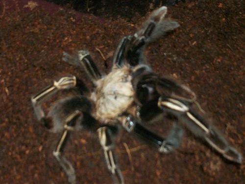 Ephebopus murinus 6"+ female