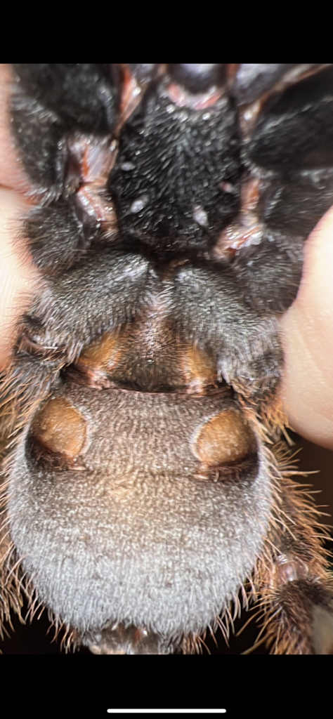 Ephebopus murinus female or male？