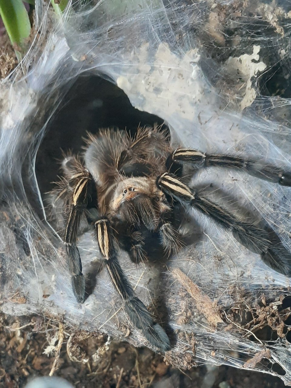 Ephebopus murinus juvenile male