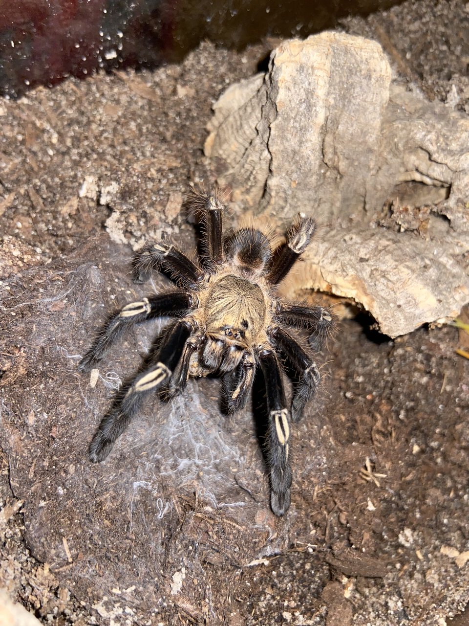 Ephebopus murinus juvenile