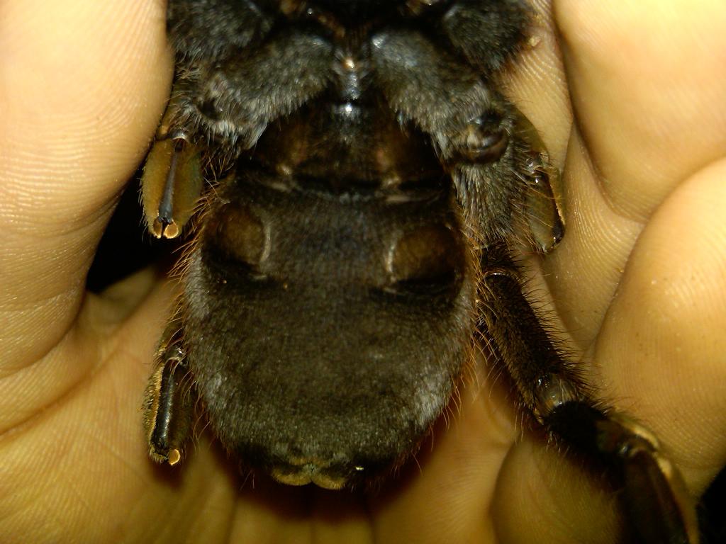 Ephebopus Murinus