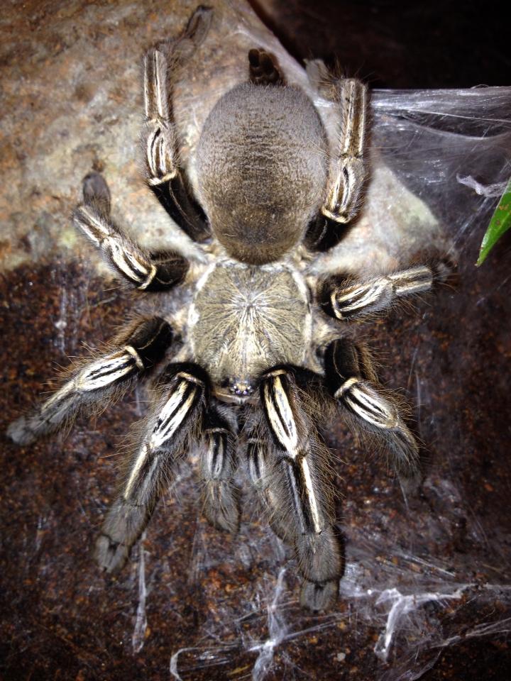 Ephebopus murinus