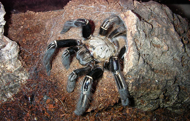 Ephebopus murinus