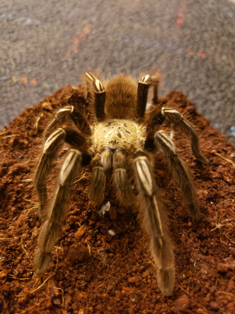 Ephebopus murinus