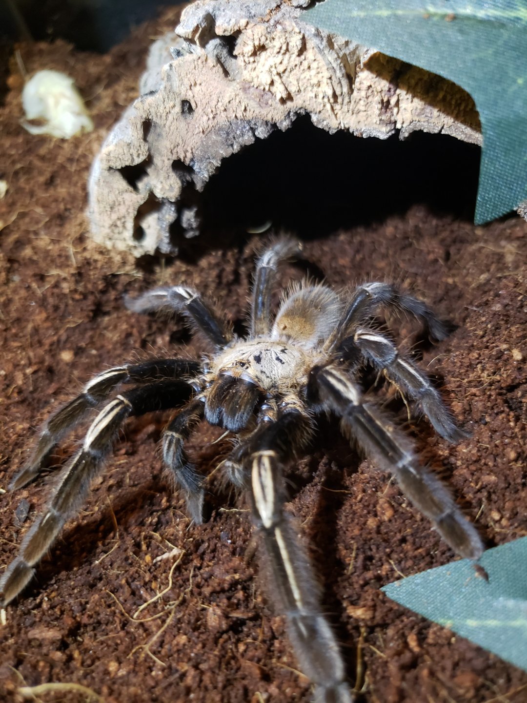 Ephebopus murinus