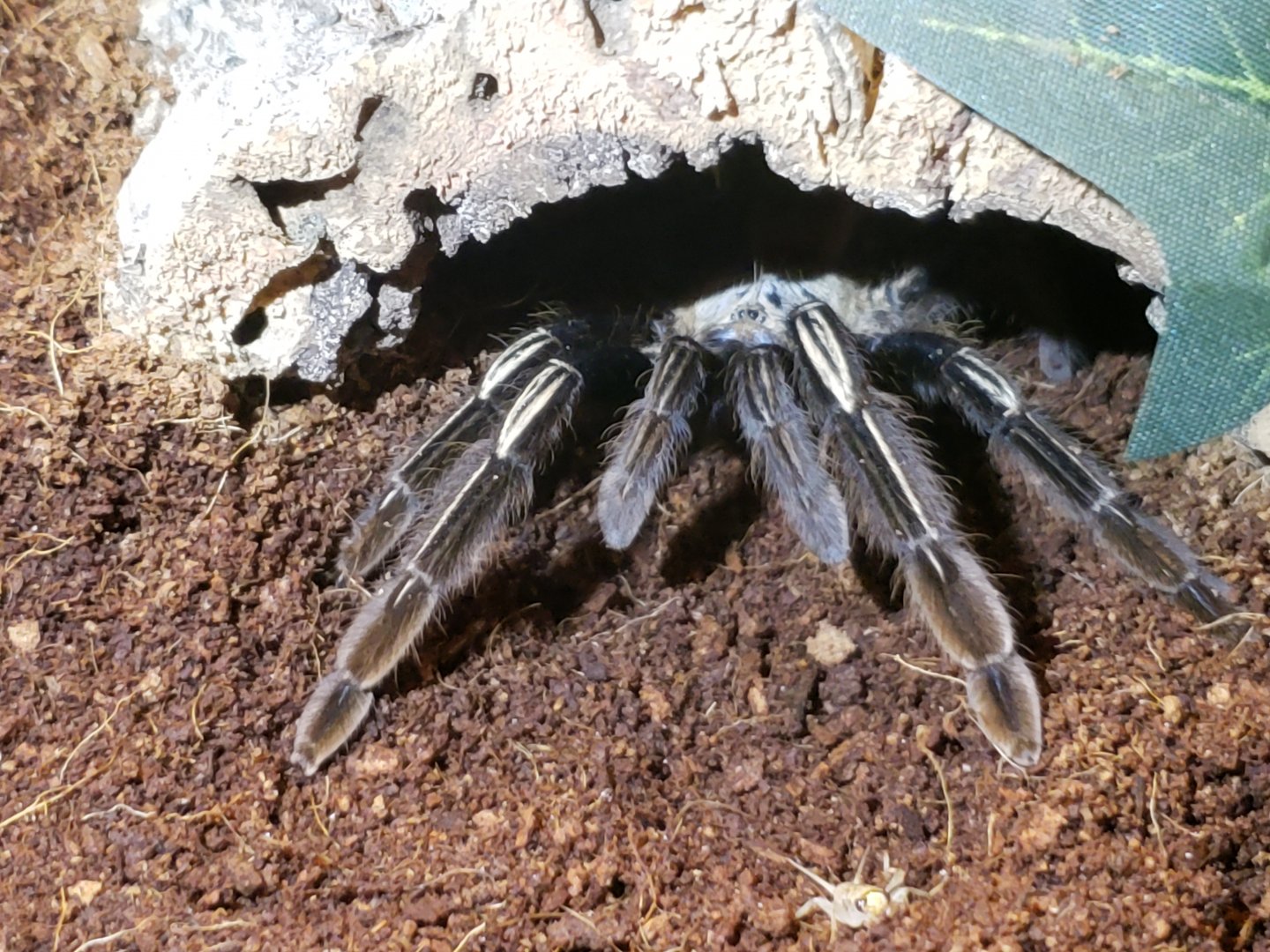 Ephebopus murinus