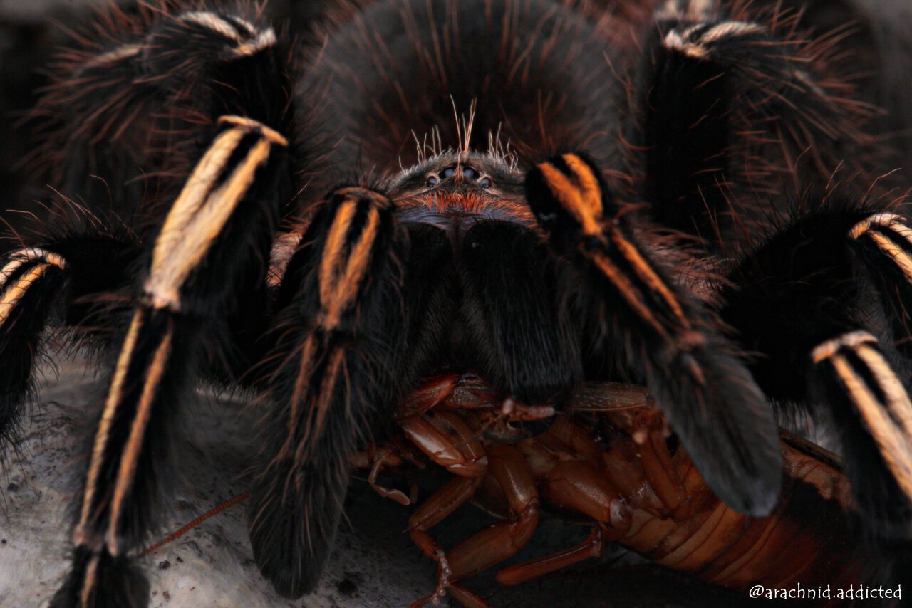 Ephebopus murinus.