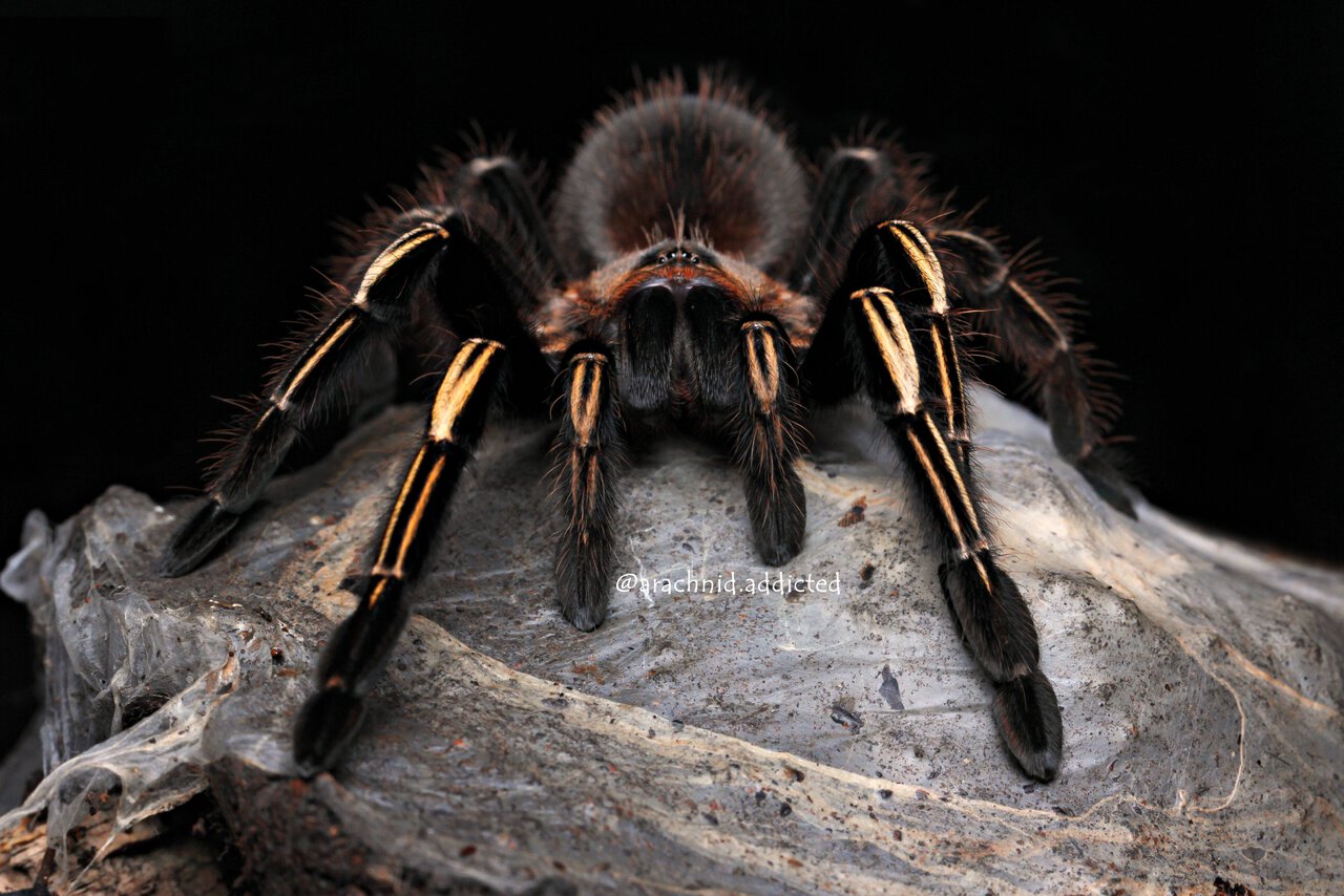 Ephebopus murinus. | Arachnoboards