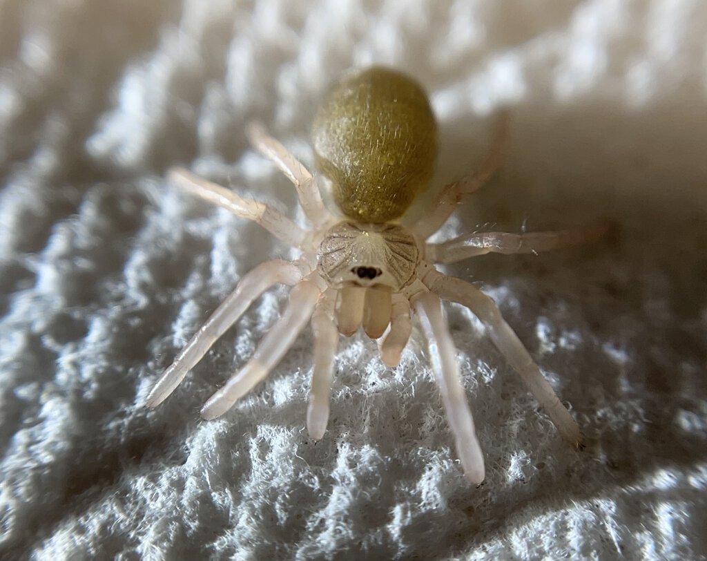 Ephebopus murinus