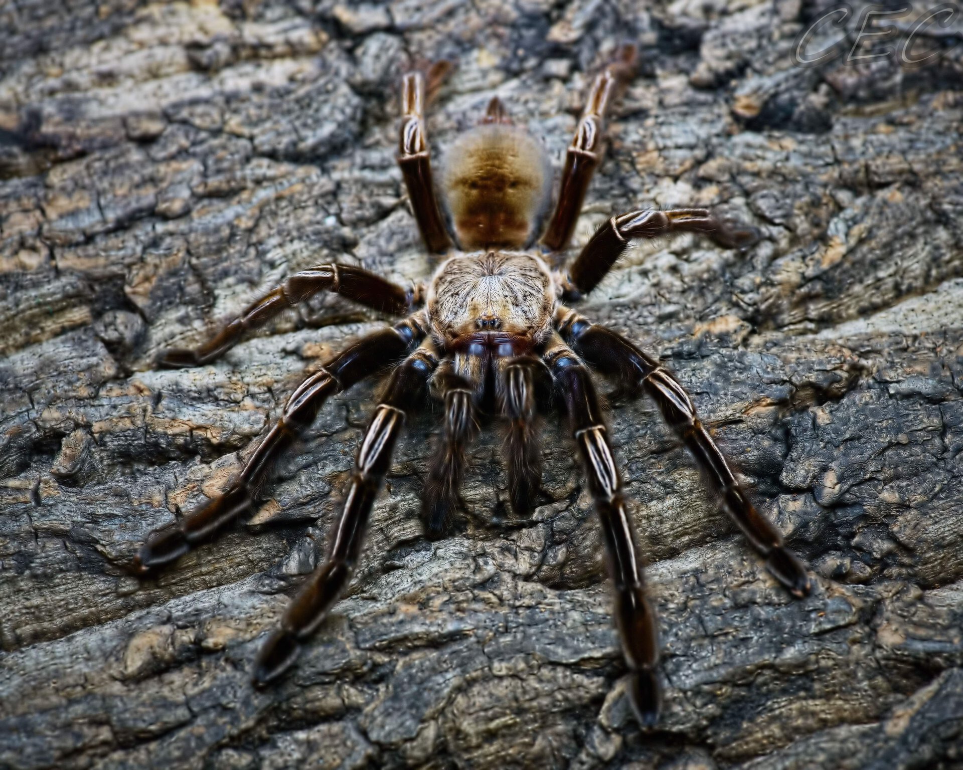 Ephebopus murinus