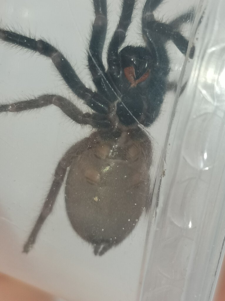 Ephebopus Murinus