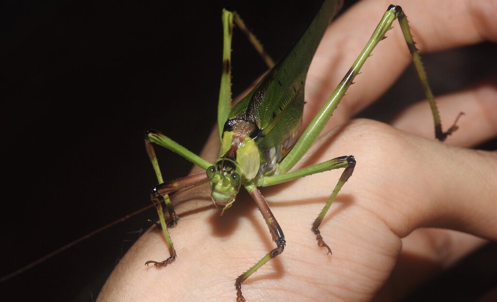Ephippitytha trigintiduoguttata: 32-Spotted Katydid
