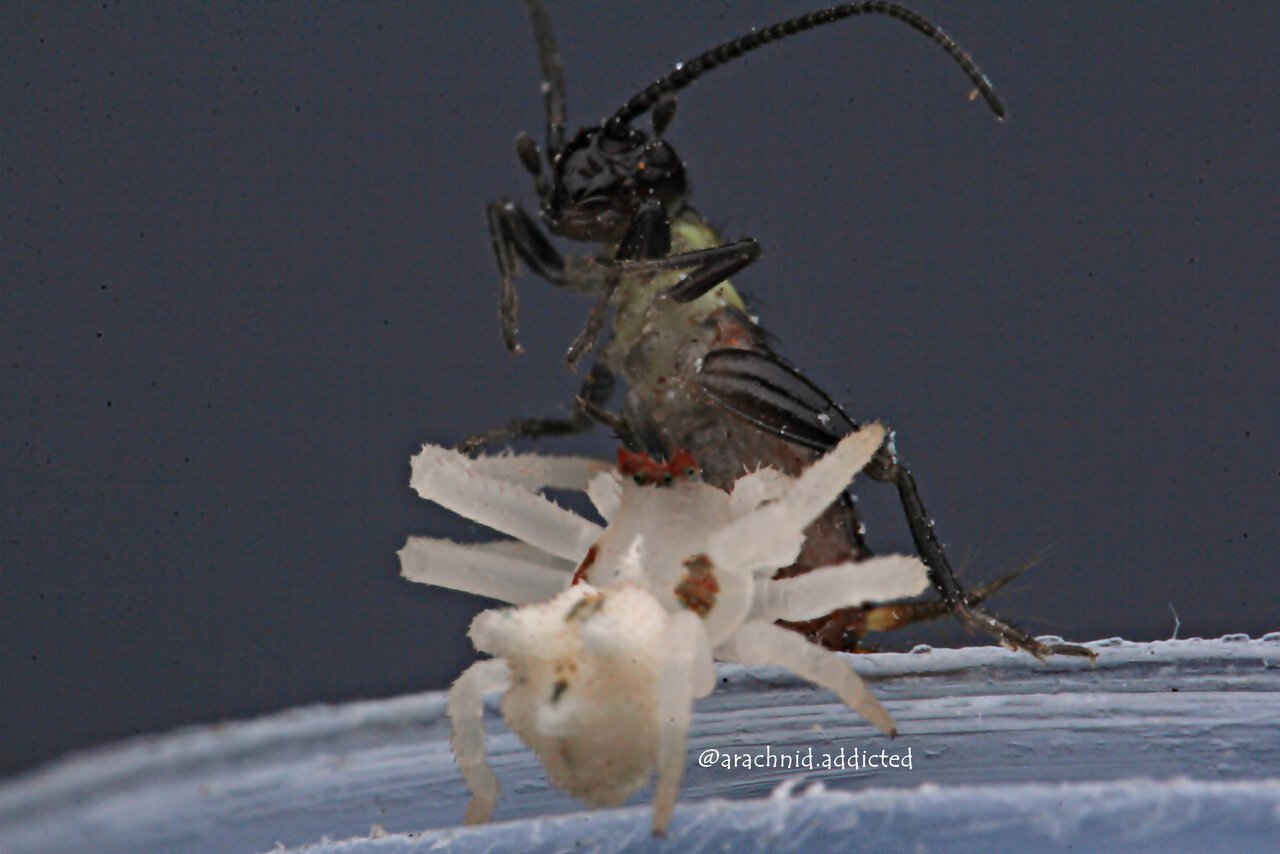 Epicadus heterogaster.