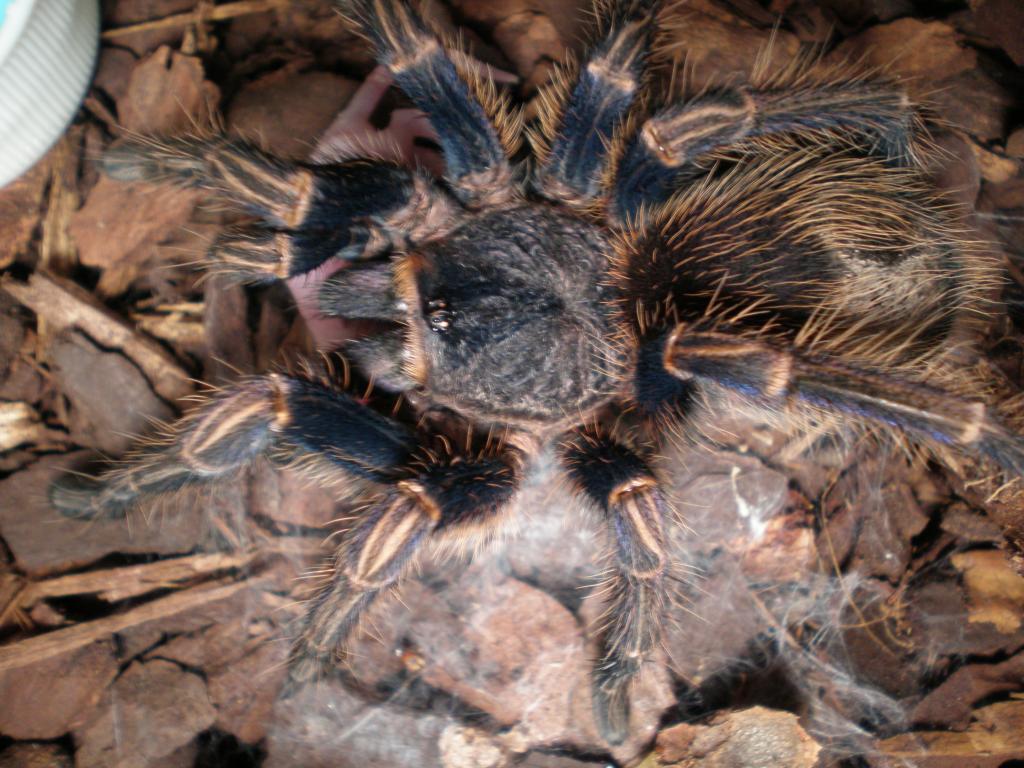 Equador Blue Leg Tarantula