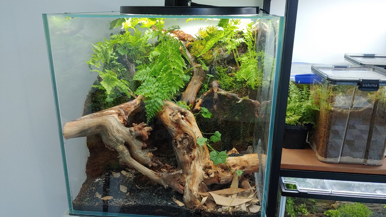 Equitius sp. communal vivarium