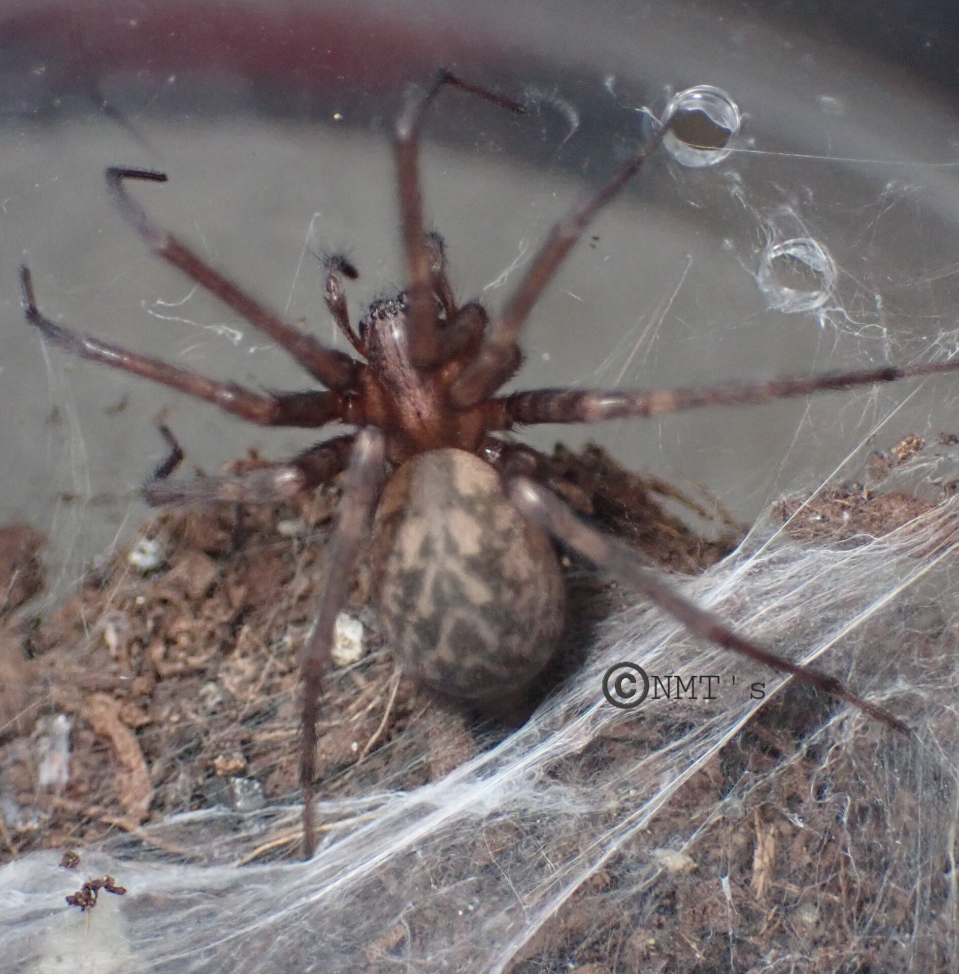 Eratigena agrestis - Hobo spider