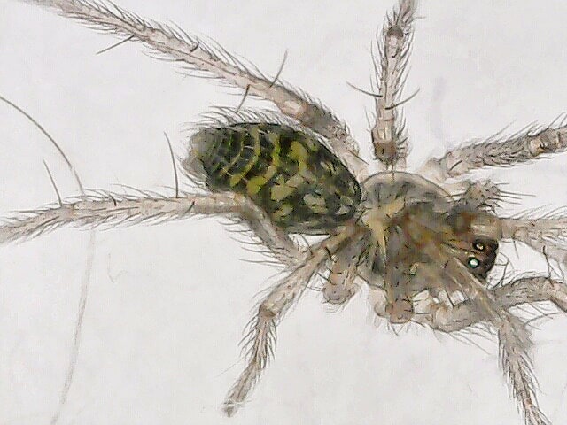 Eratigena sp juvenile