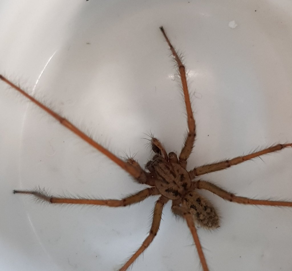 Eratigena sp. (UK house spider)