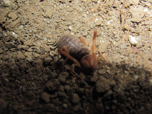 Eremobates Sp. Camel Spiders