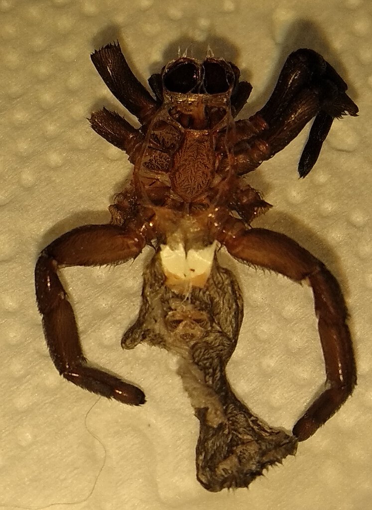 Eresus walckenaeri Yellow Ring - molt picture 1/2