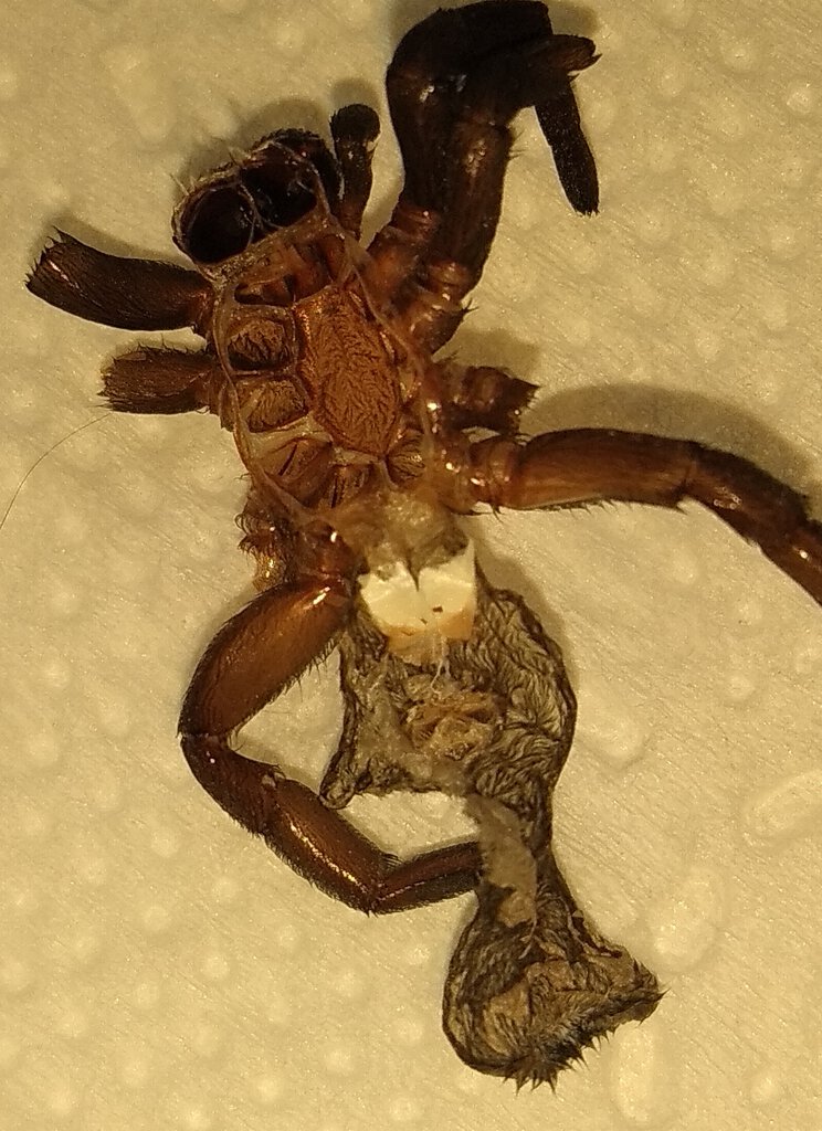 Eresus walckenaeri Yellow Ring - molt picture 2/2