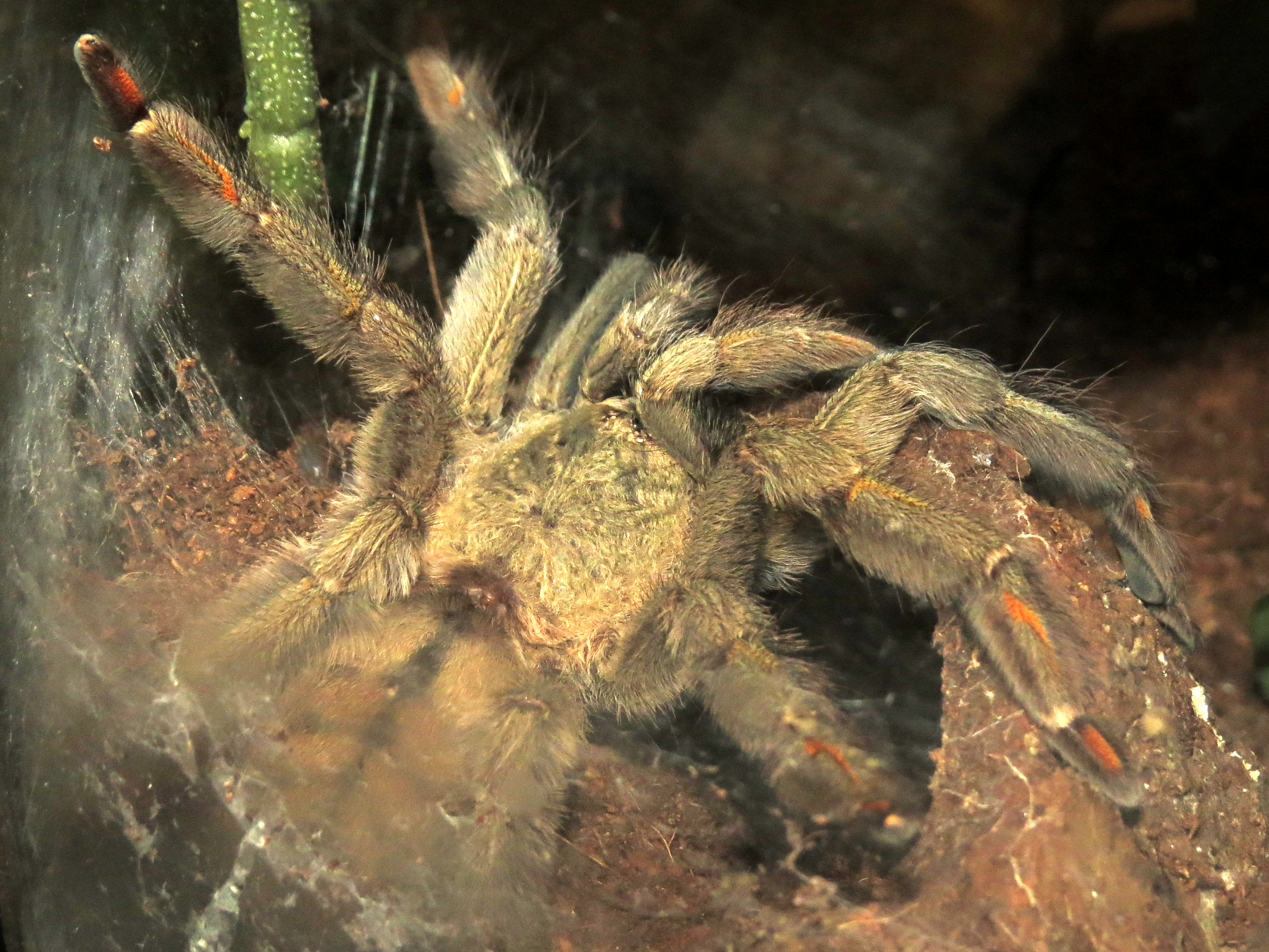 Eruption (♀ Psalmopoeus cambridgei 5")