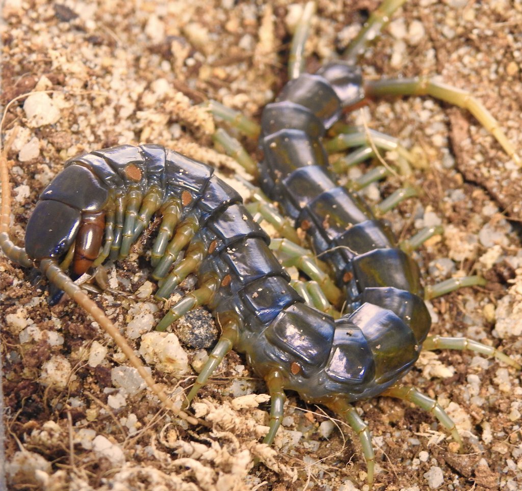 Ethmostigmus rubripes (Kuranda locale)