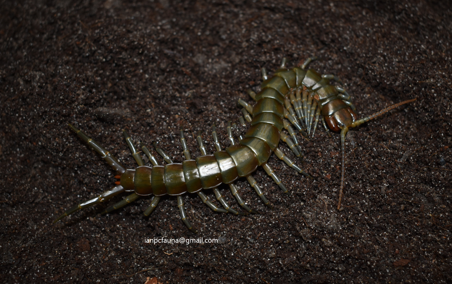 Ethmostigmus rubripes platycephalus