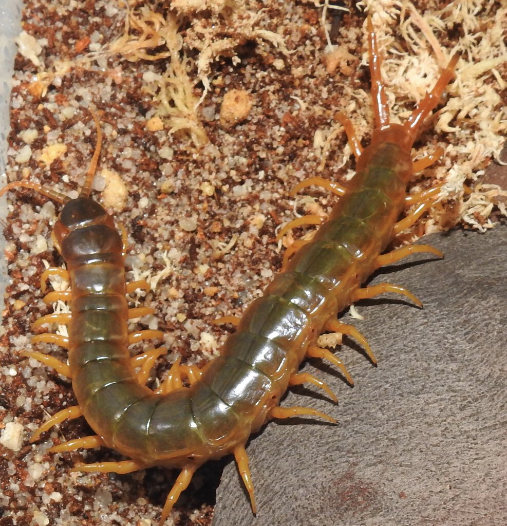 Ethmostigmus rubripes (Silver Valley, North Queensland)